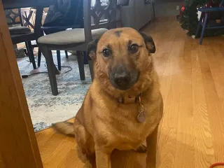 Susie's Professional Pet Grooming