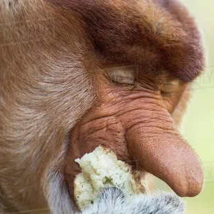 Me eating their boof ass food