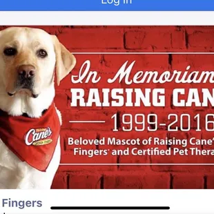 Yellow Lab aka Cane II