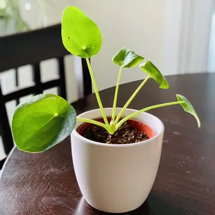 Pilea