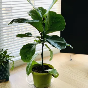 Fiddle Leaf Fig
