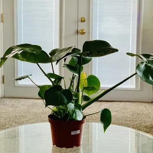 Monstera