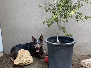 Monte Vista Nursery