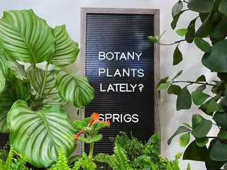 Sprigs Plant