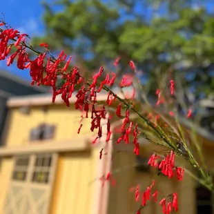 red flowers in front of a yellow building