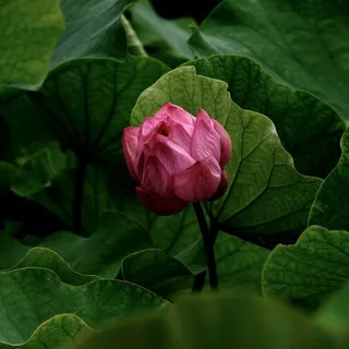 Jayashree S.