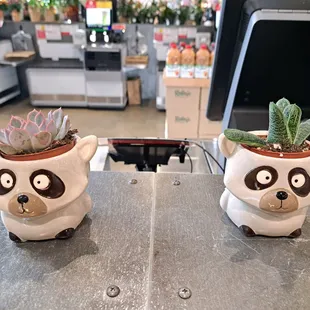Cute potted succulents