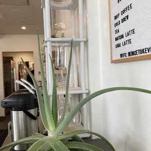 Kyoto cold brew system