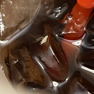 Bug in our drink