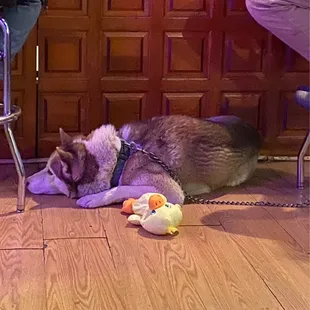 A well behaved fur-patron