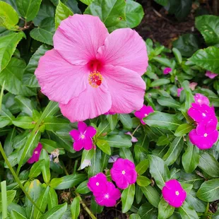 Hibiscus at the beach entrance