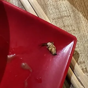 Bottom half of a bug