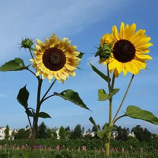Sunflowers