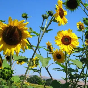 a field of sunflowers with a blue sky in the background
