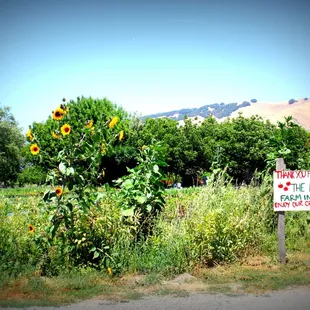 a sign for a farm with sunflowers in the background