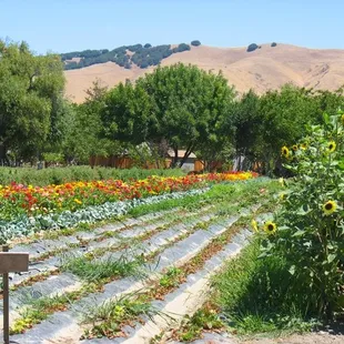 squash + peppers + sunflowers