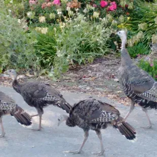 Turkey vulture and 3 chicks occupying Guardino house