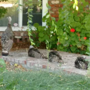Mama turkey vulture and 3 chicks occupying Guardino house