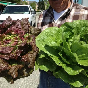 Red and green romaine lettuce...huge and tender!