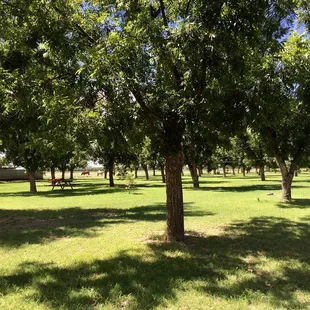 Pecan farm!