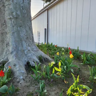 Lovely tulips great set-up for access, parking, restroom and wash area, grocer, too.