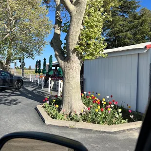 a tree with tulips in the foreground