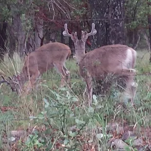 More whitetail in velvet