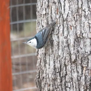 White-breasted Nuthatch