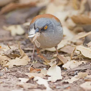 a small bird with a worm in its mouth