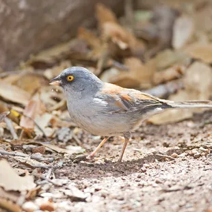 a bird on the ground