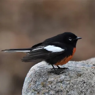 a small bird perched on a rock