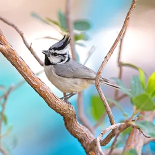 a bird perched on a branch
