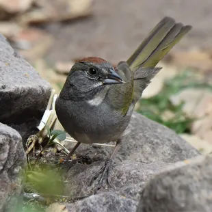 a bird perched on a rock