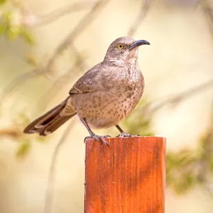a bird perched on a wooden post