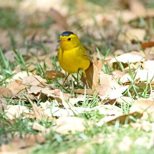 a yellow bird in the grass