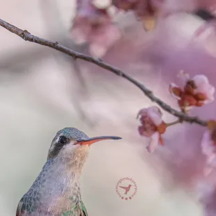 Broad-billed hummingbird