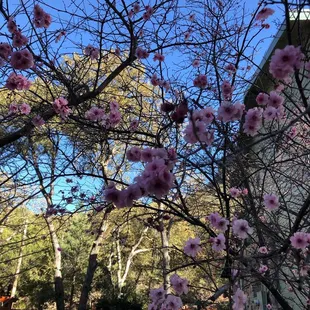 Blooming fruit trees