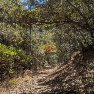 trail to overlook