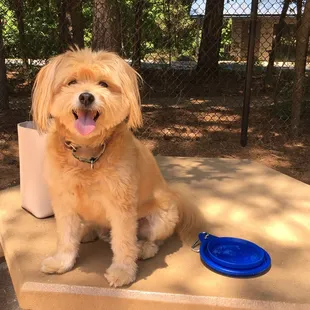 Dog park.