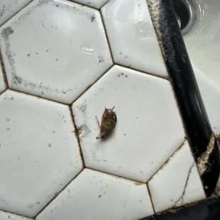 Roach out of turkey and gravy gross !