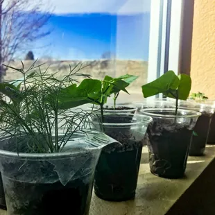 Plants for the new garden!