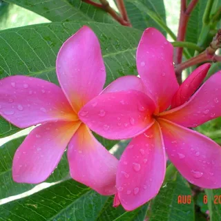 Ajay B.