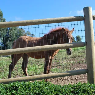 Find the BEST Horse Fencing at RANCH SUPPLY