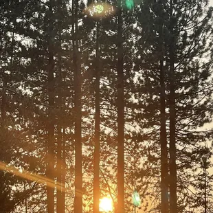 Sunset through the trees Campside 66/67/68