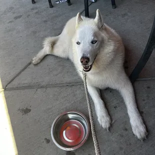 Dog Friendly Patio