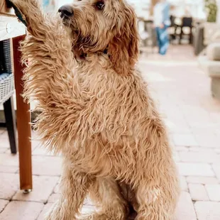 We love our pups!