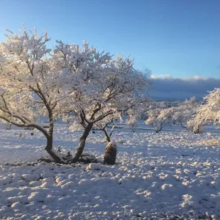Snowy day at Rancho del Nido.