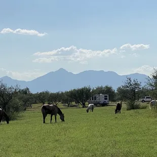 Campground with beautiful view of Mt. Wrightson.
