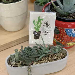 Give the gift of green! We&apos;ve got a great selection of house plants, succulents and cacti!