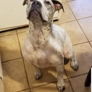 a dog sitting on the floor